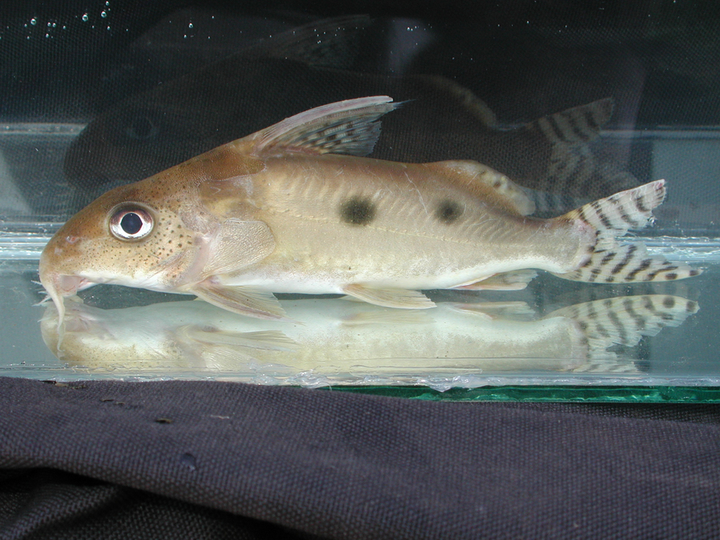 Assorted Synodontis