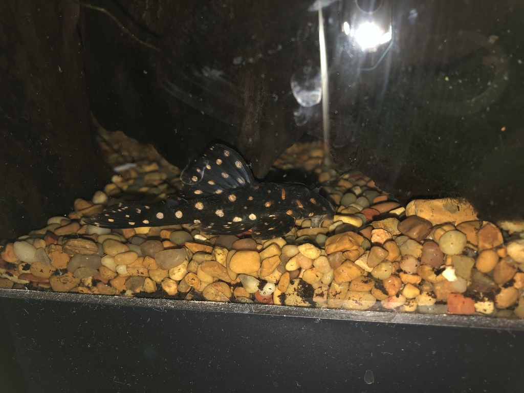 Photo of Orinoco Angel Pleco L201