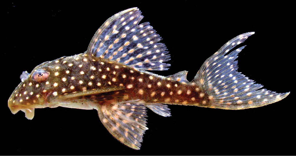 Stardust Pleco L262