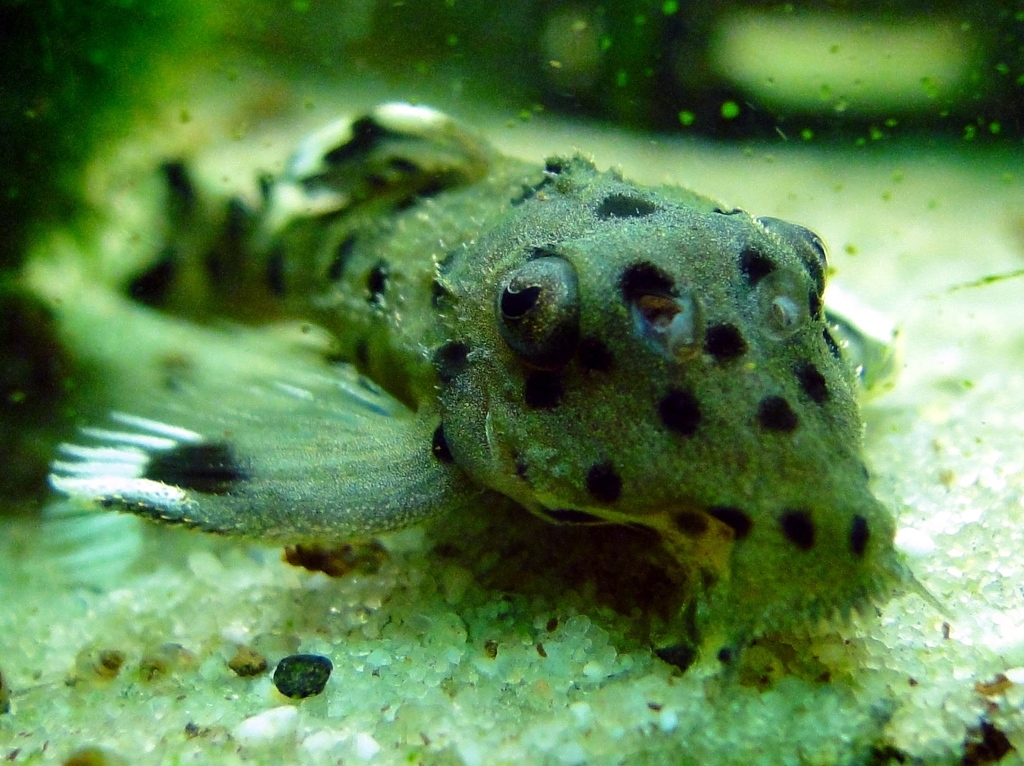 Golden Vampire Pleco L172a