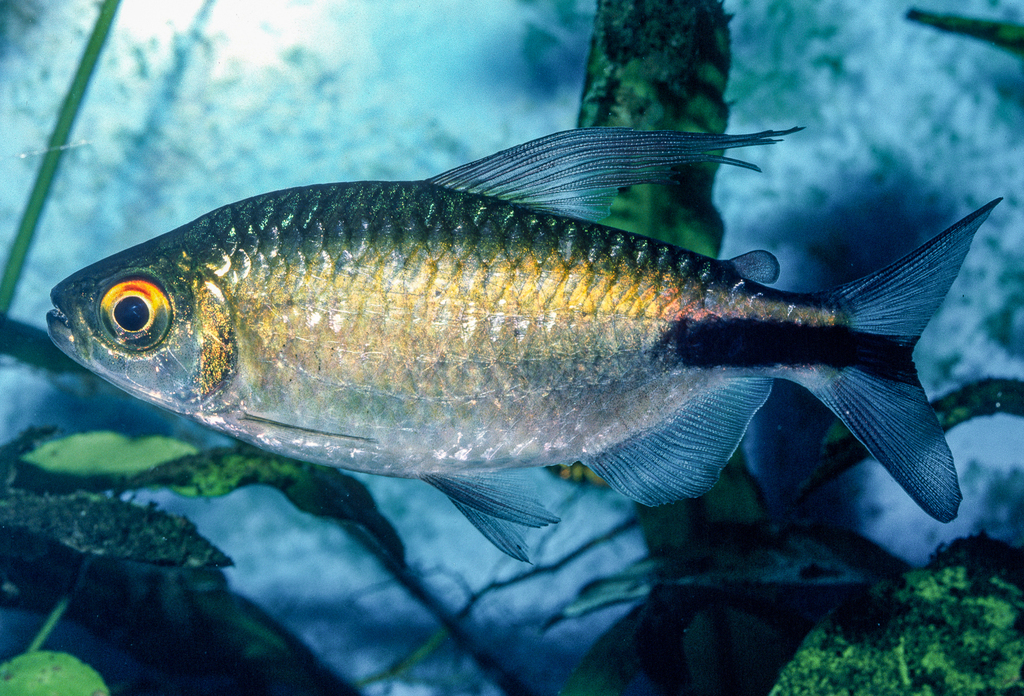 Long-Finned Tetra