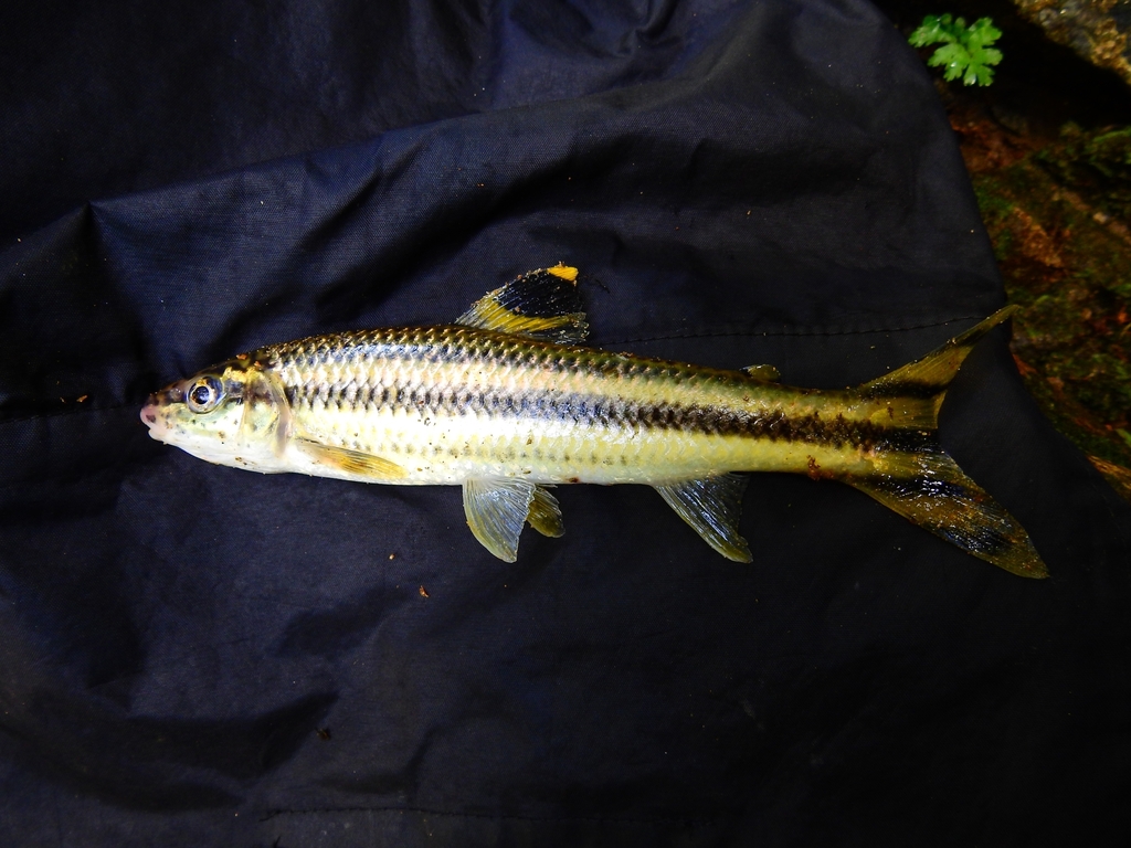 Photo of Yellow-Golden Striped Tetra