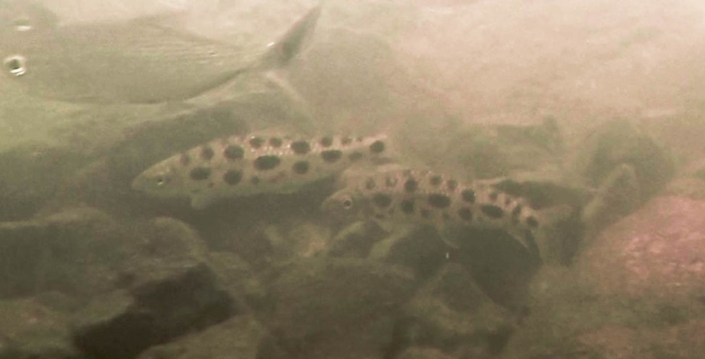 Photo of Leporinus ortomaculatus