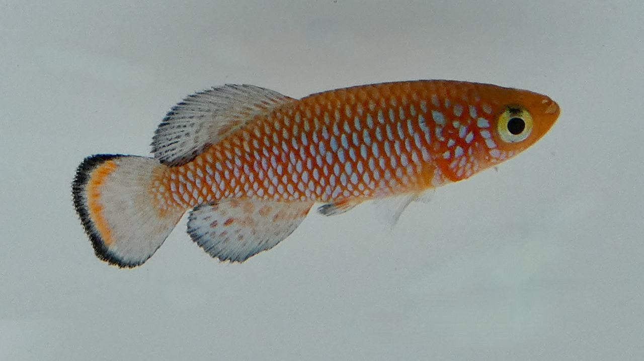 High Quality Rachovii Killiefish Red Male