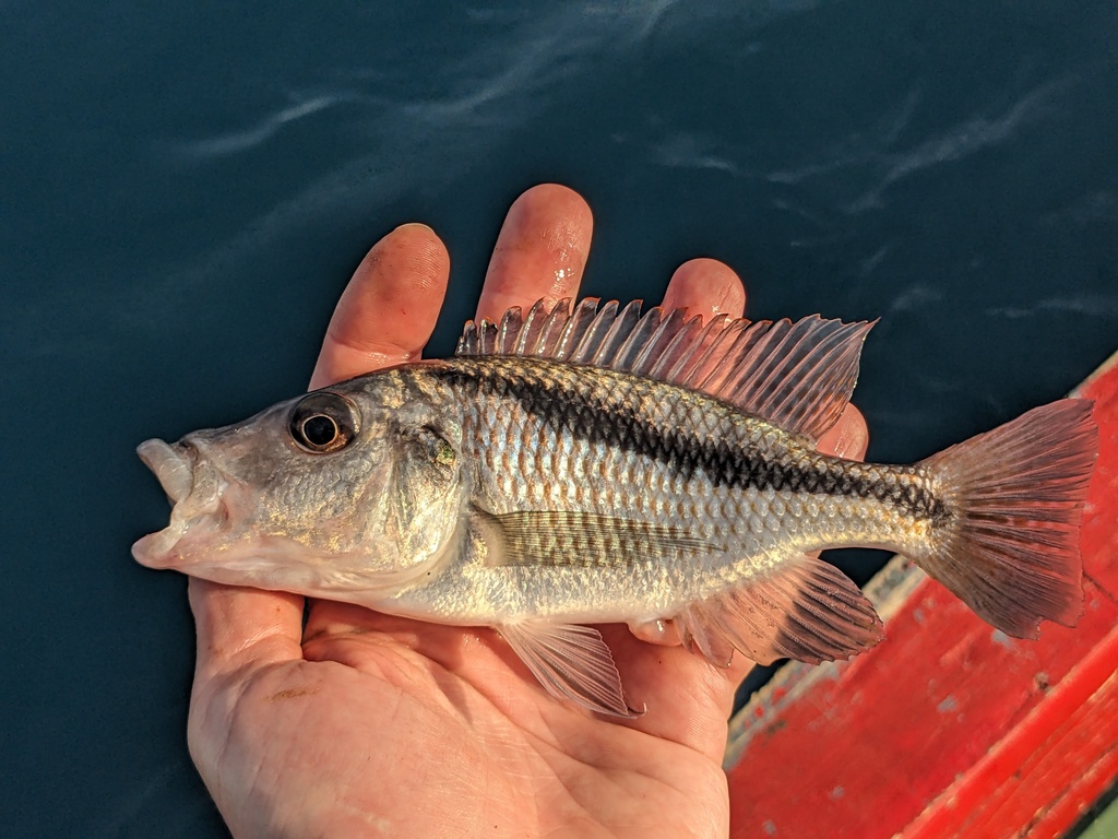 Mylochromis Guentheri