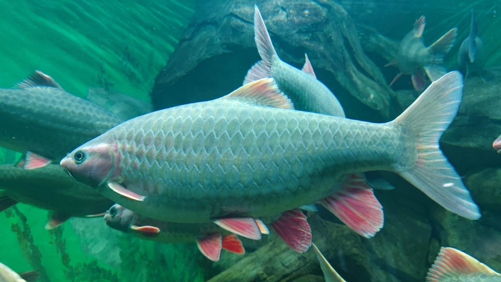 Phoenix Barb