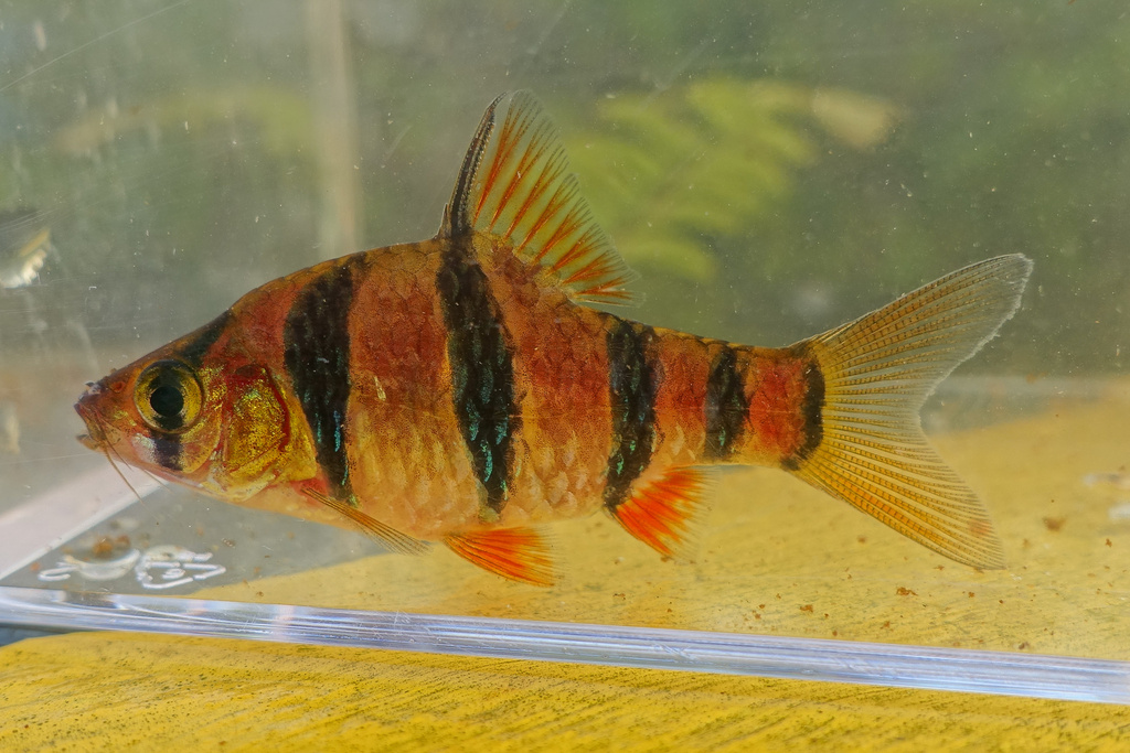 Photo of Pentazona Five-Banded Barb