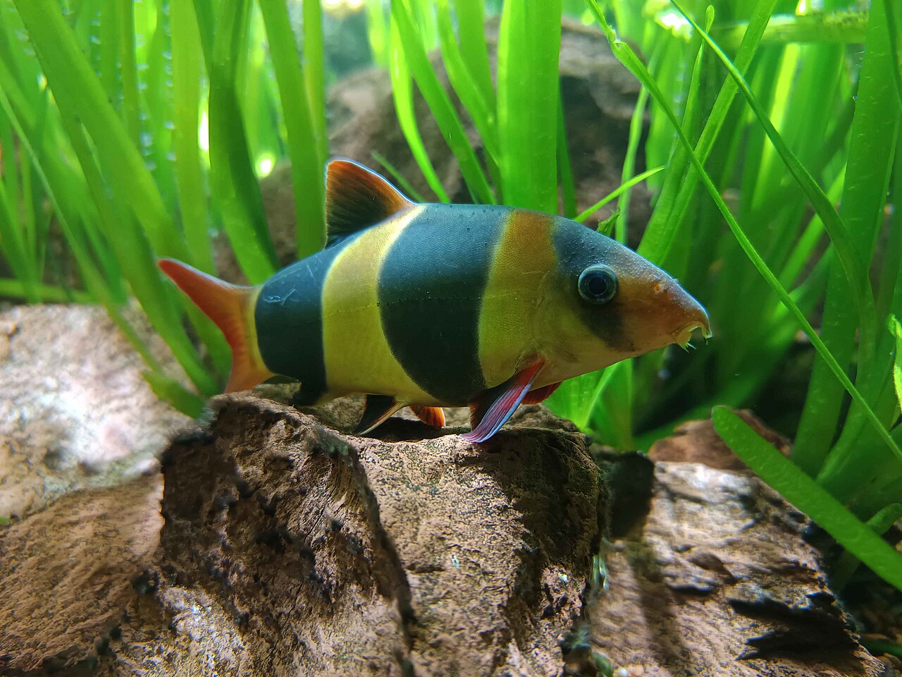 Clown Loach