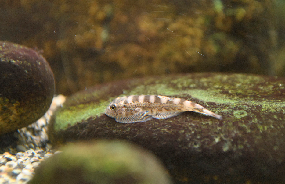 Abditus Borneo Sucker Fish