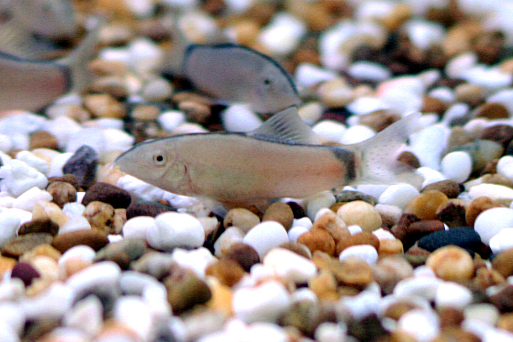 Skunk Morleti Loach