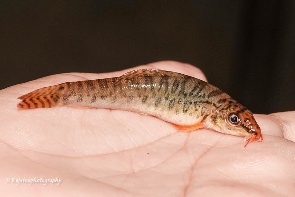 Zipper Loach