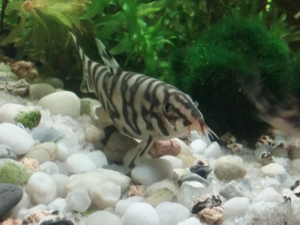 Photo of Botia quilinensis