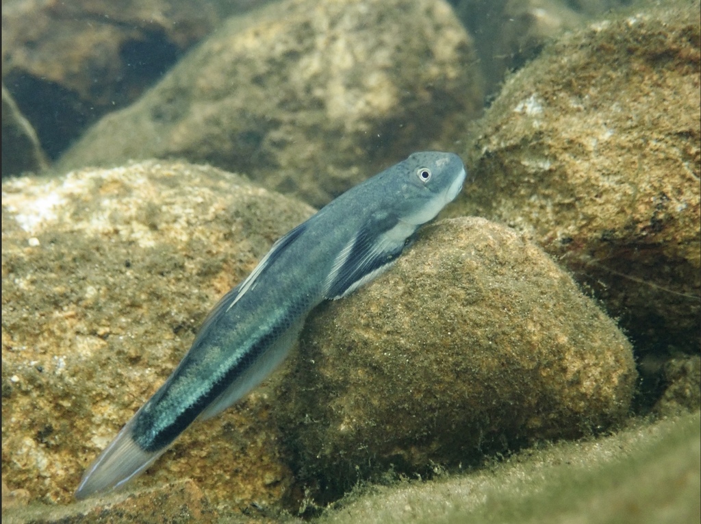 Photo of Threadfin Goby