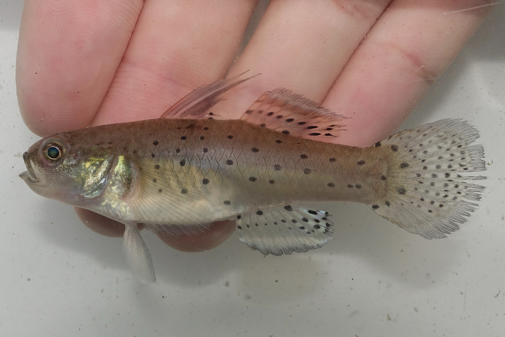Knight Goby