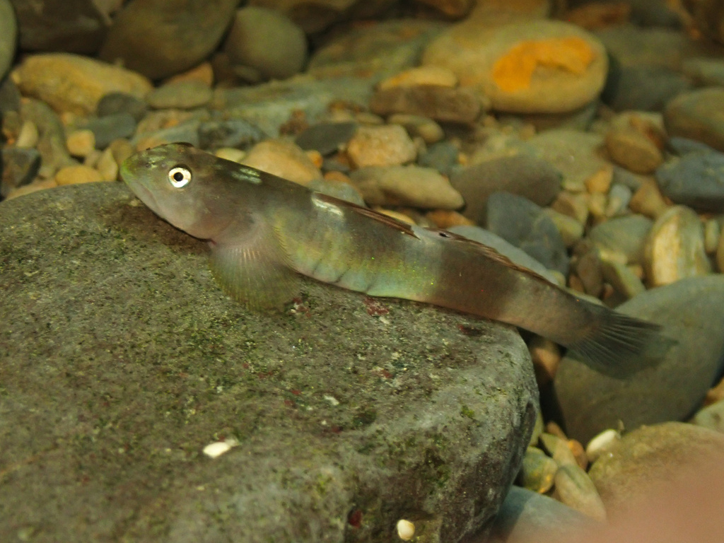 Venustus Goby