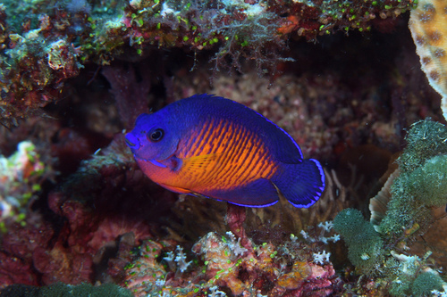 Coral Beauty