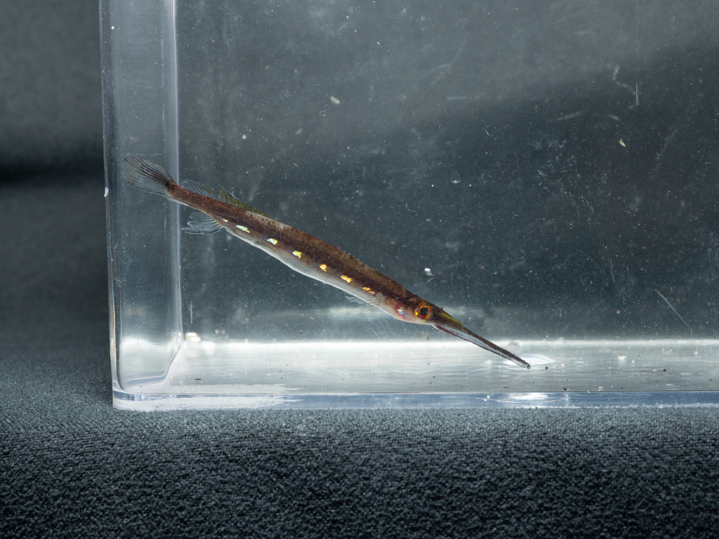 Burmese gold spotted halfbeak