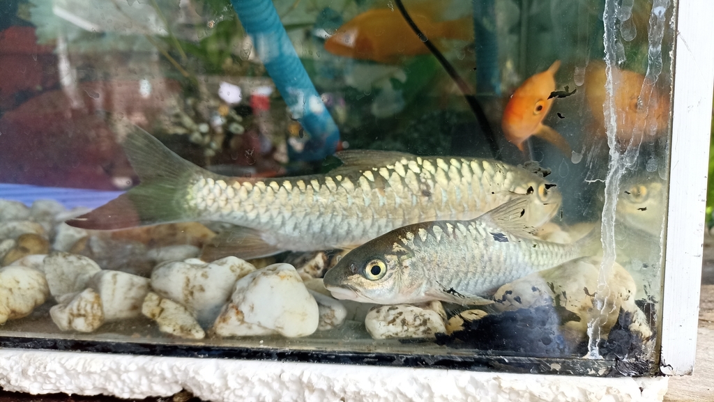 Ikan Batak 'Lake Toba'