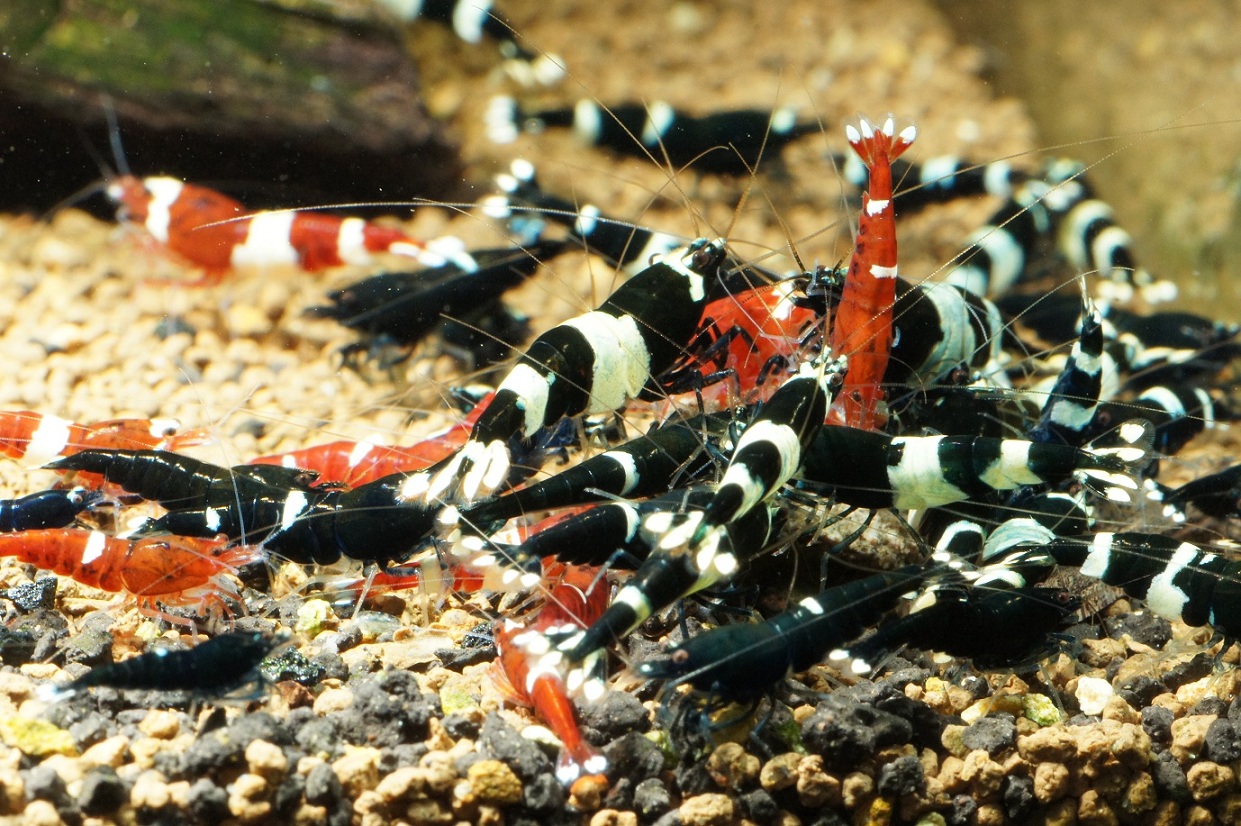 Photo of Malaya Shrimp