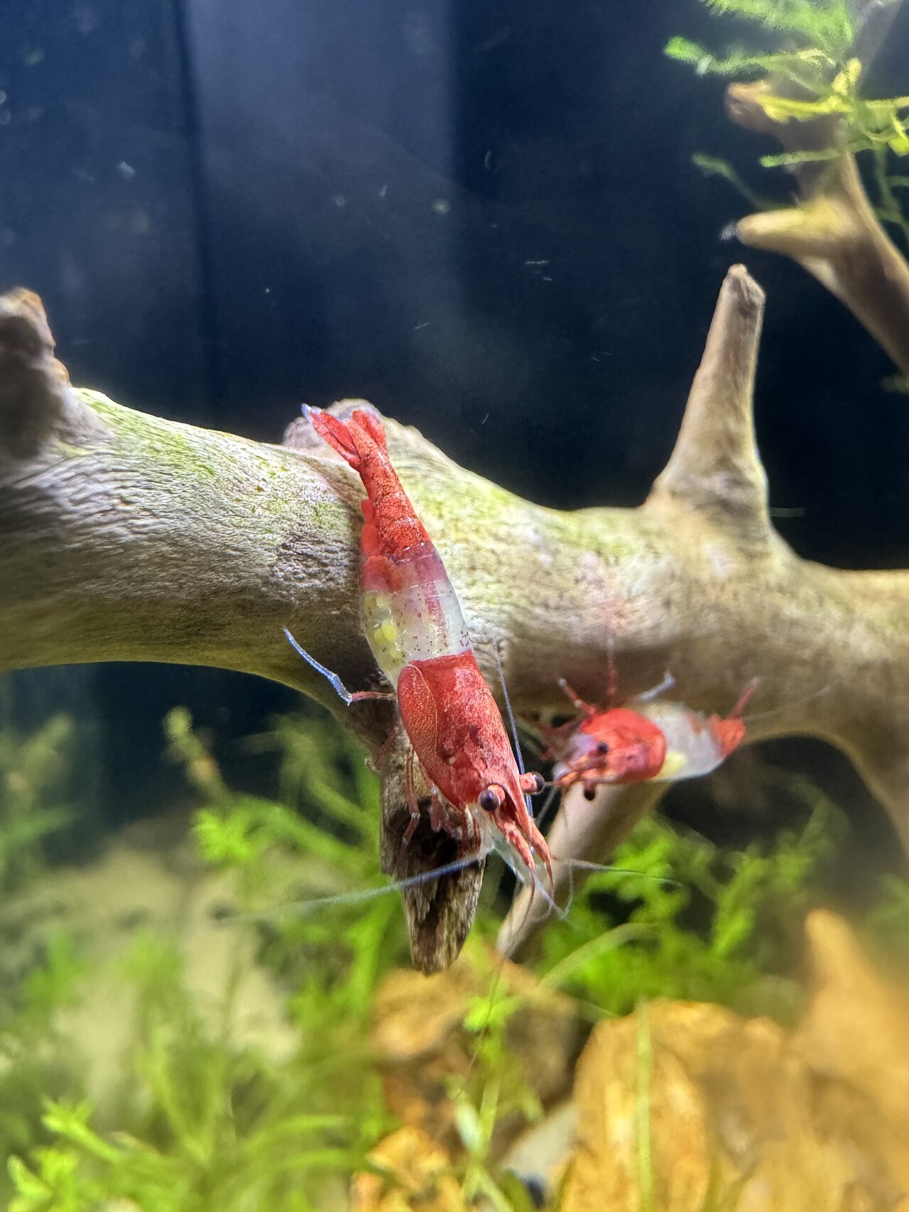 Black Rose Shrimp