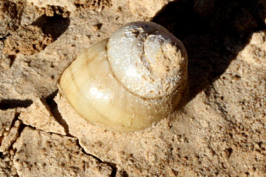 Papua Blueberry Snail