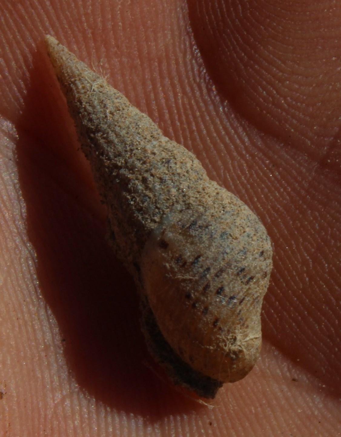 Malaysian Trumpet Snail