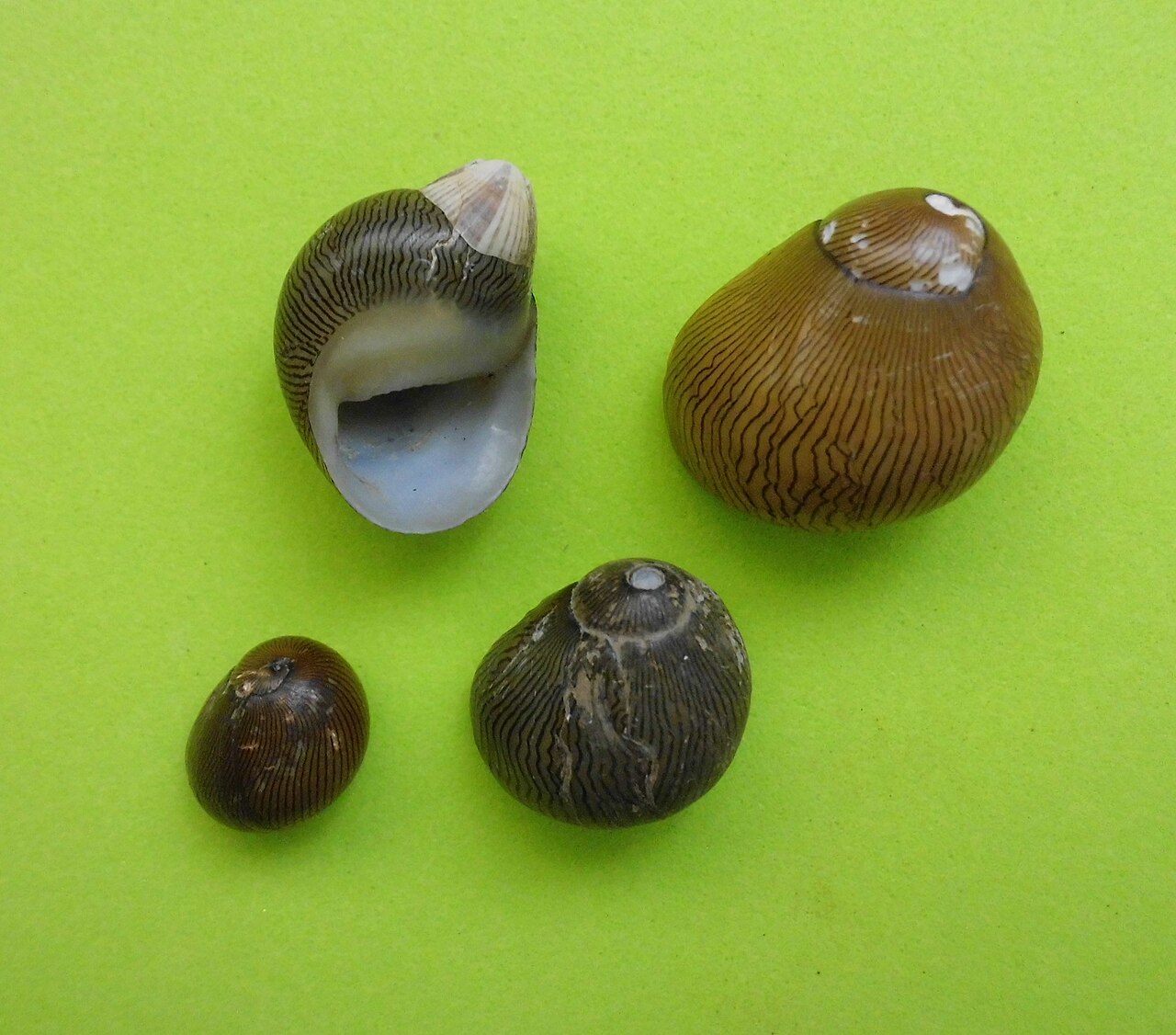 Olive Green Nerite Snail