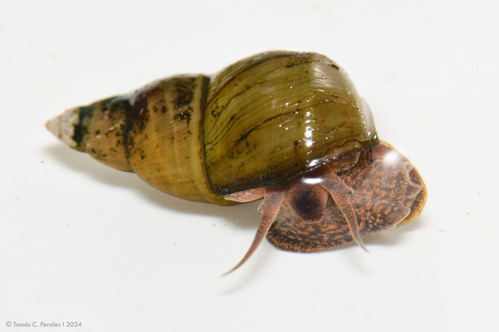 Photo of Japanese Trapdoor Snail
