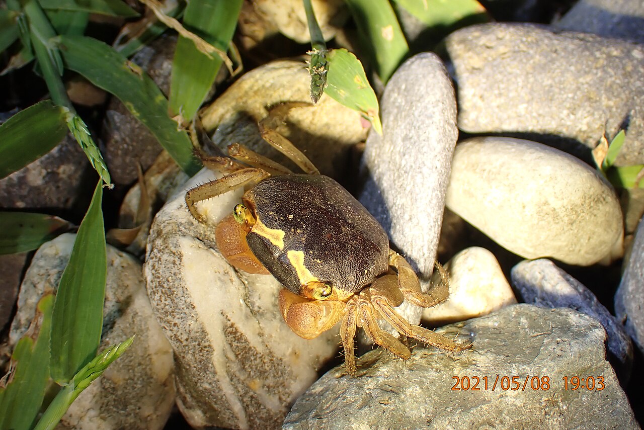 Red Apple Crab