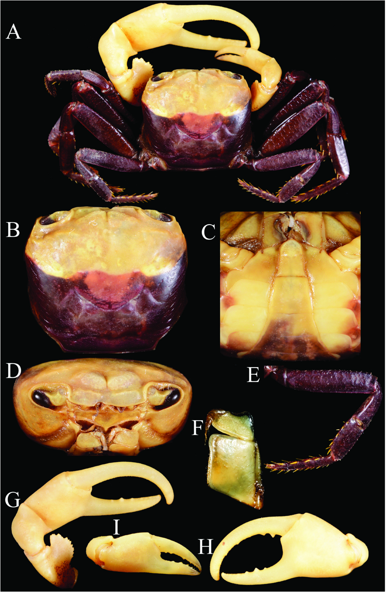 Panda Blue Crab