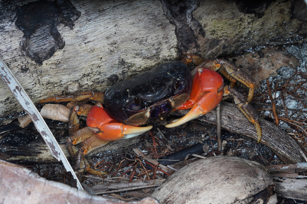 Giant Orange-legged Crab