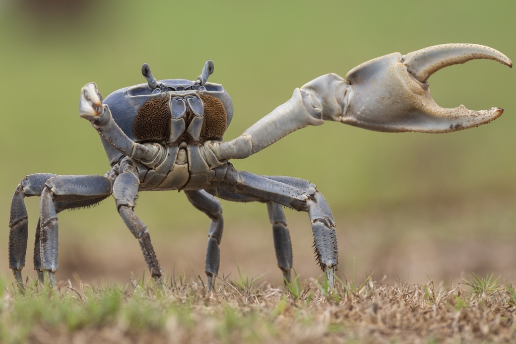 Brown Land Crab