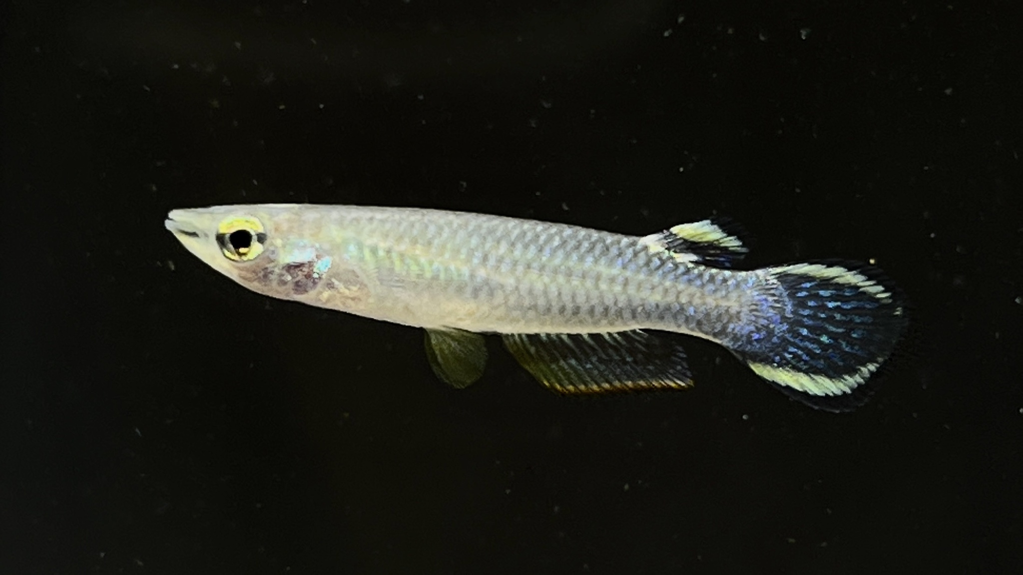 Aplocheilus armatus