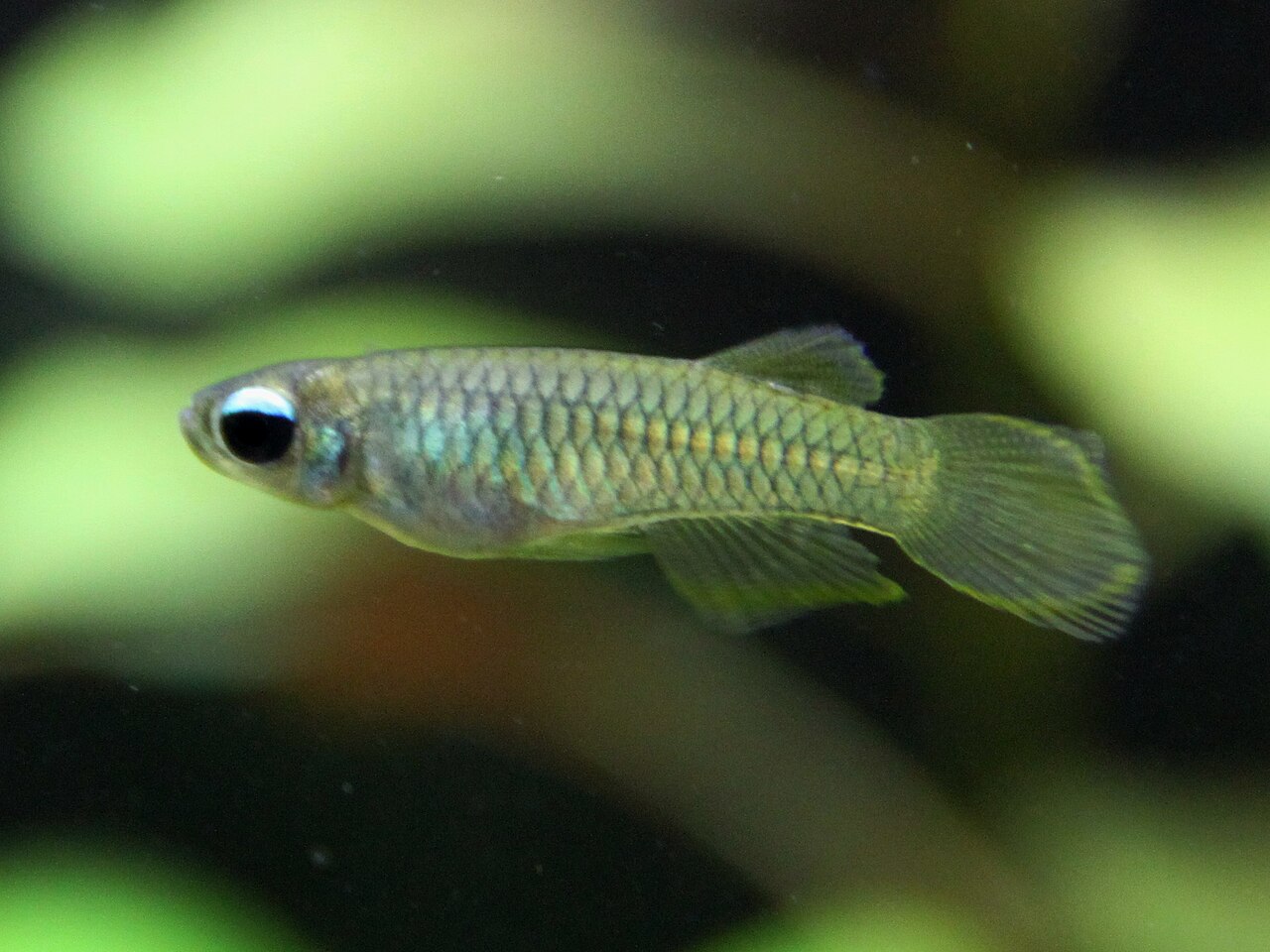 Blue eye / norman's lampeye