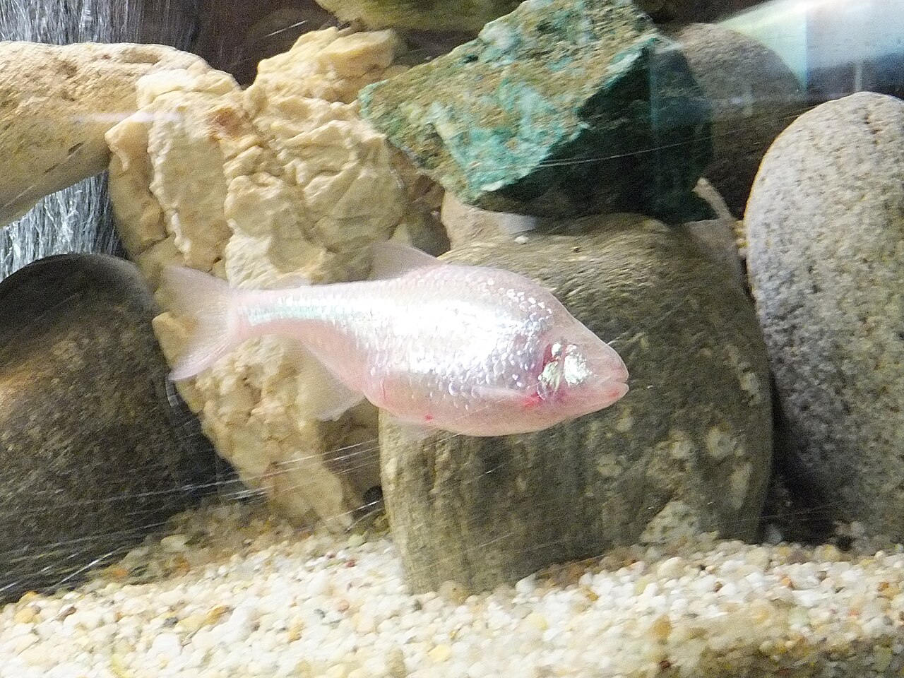 Blind cave tetra