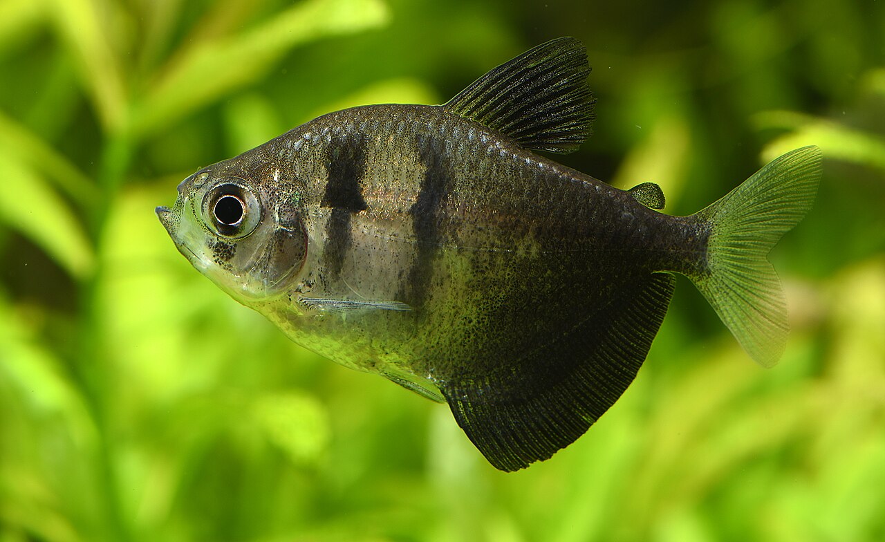 Black Widow Tetra