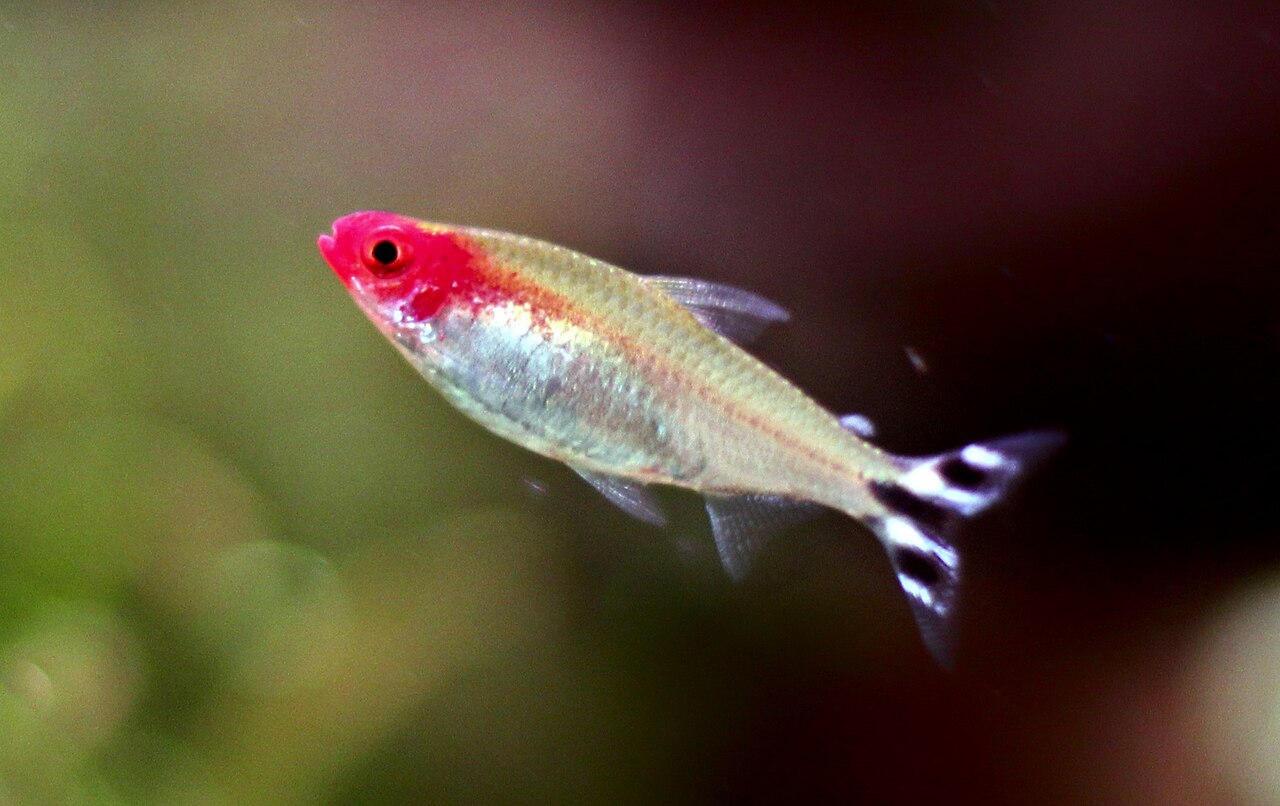Rummy Nose Tetra