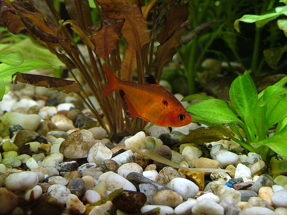 Serpae Tetra