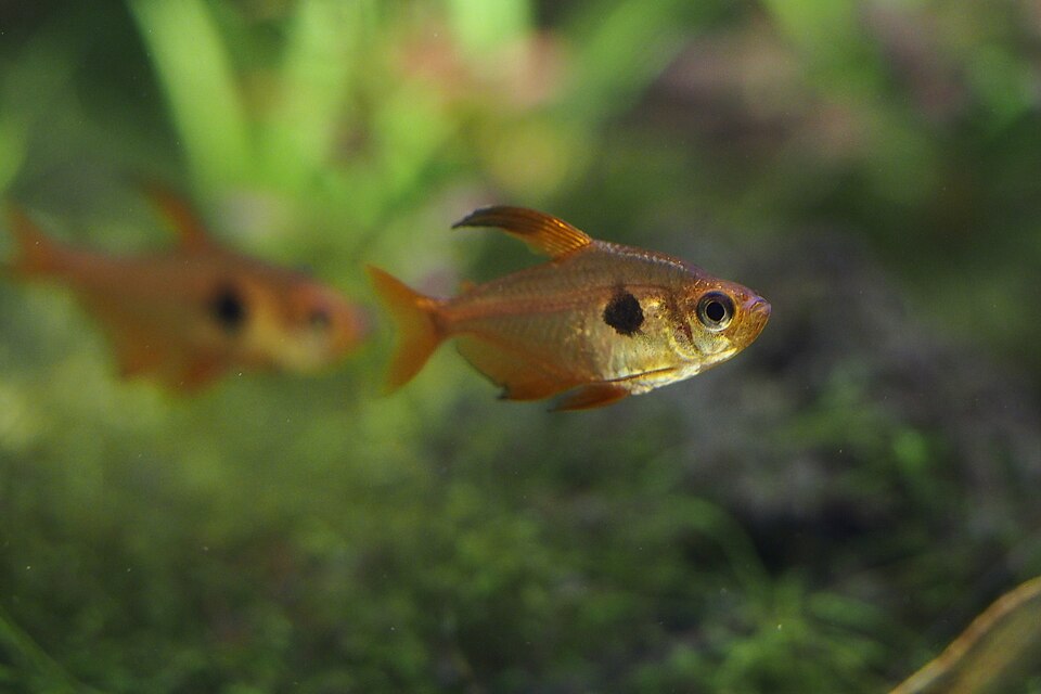 Red Phantom Tetra