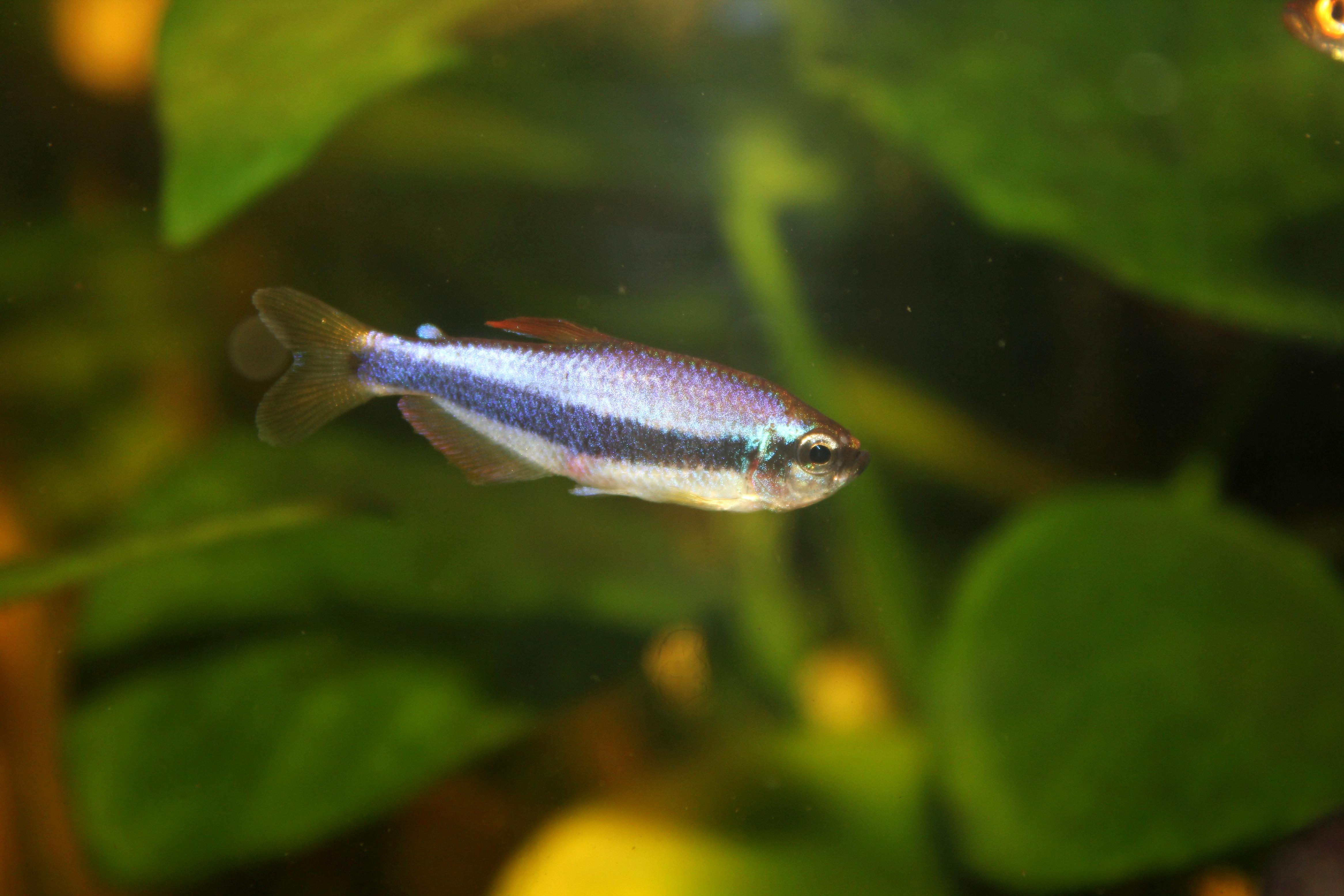 Blue Emperor Tetra
