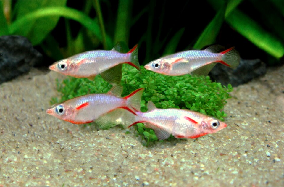 Daisy blue rice rainbow