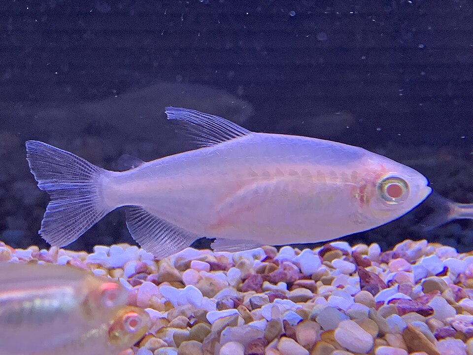 Congo Tetra (Albino)