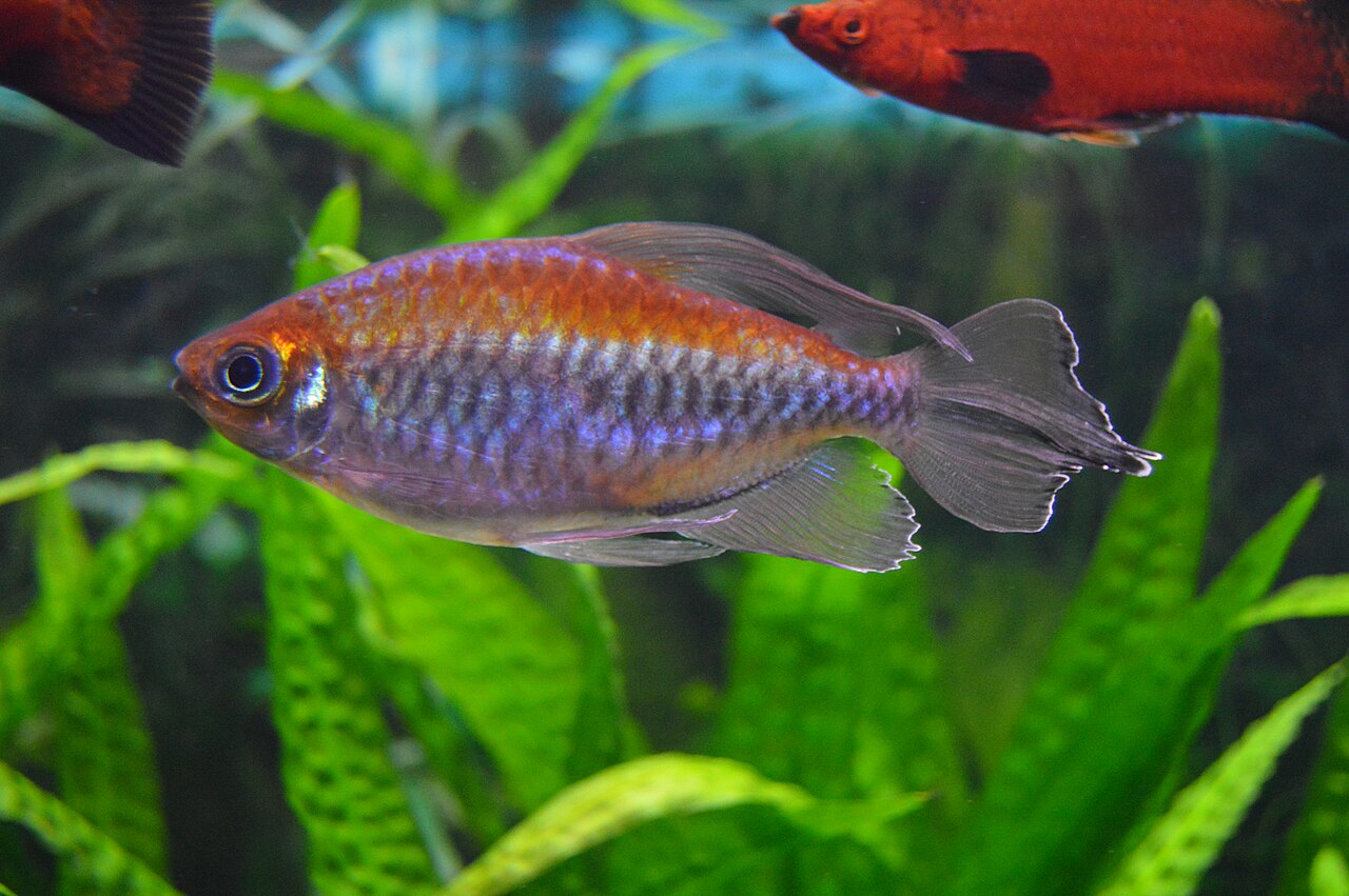 Congo Tetra (Male Only)