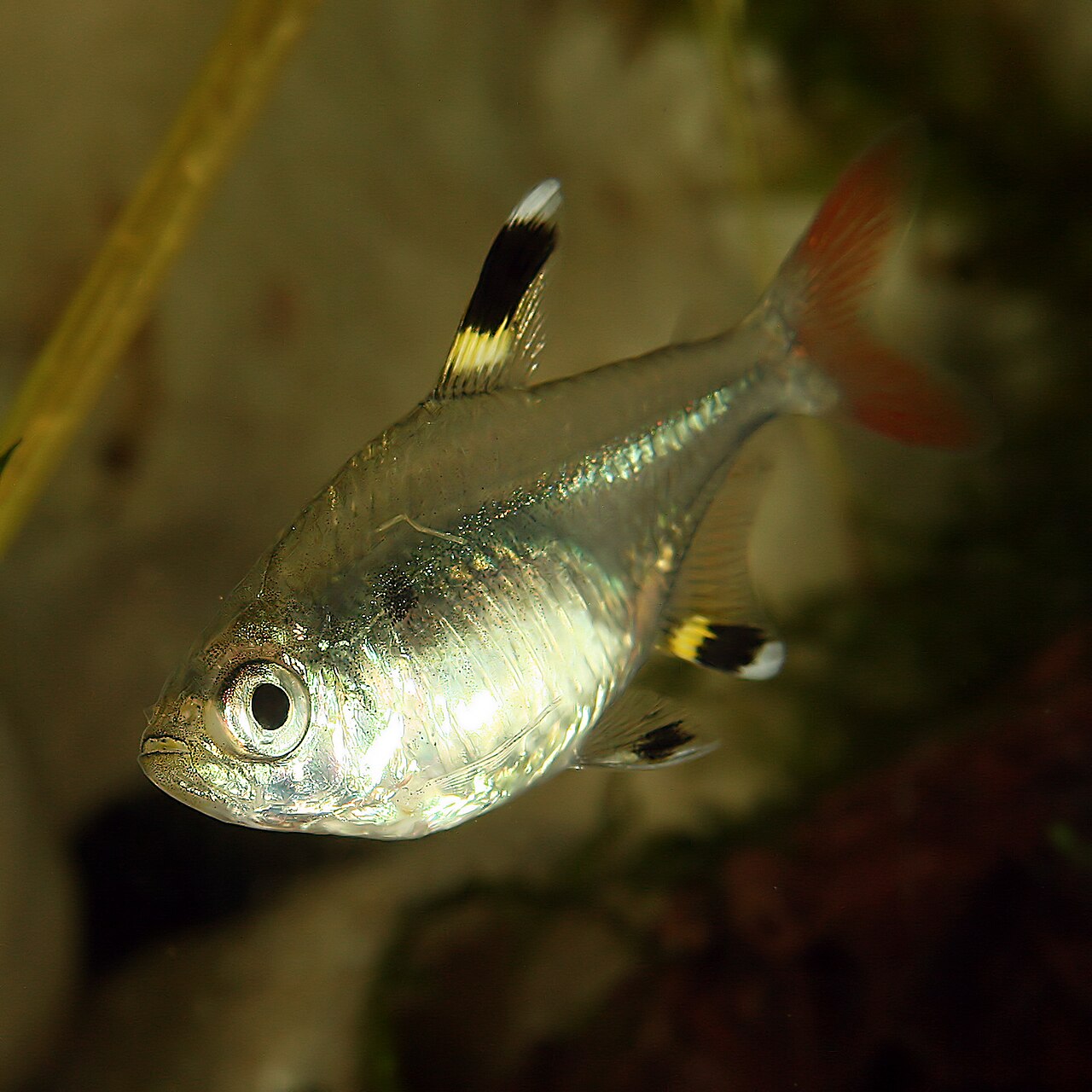 Tetra-Pristella