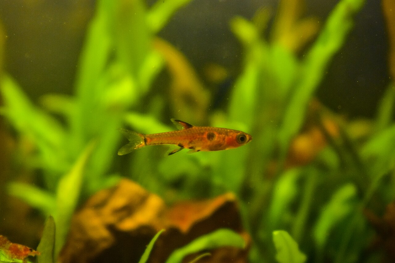 Spotted Dwarf Rasbora