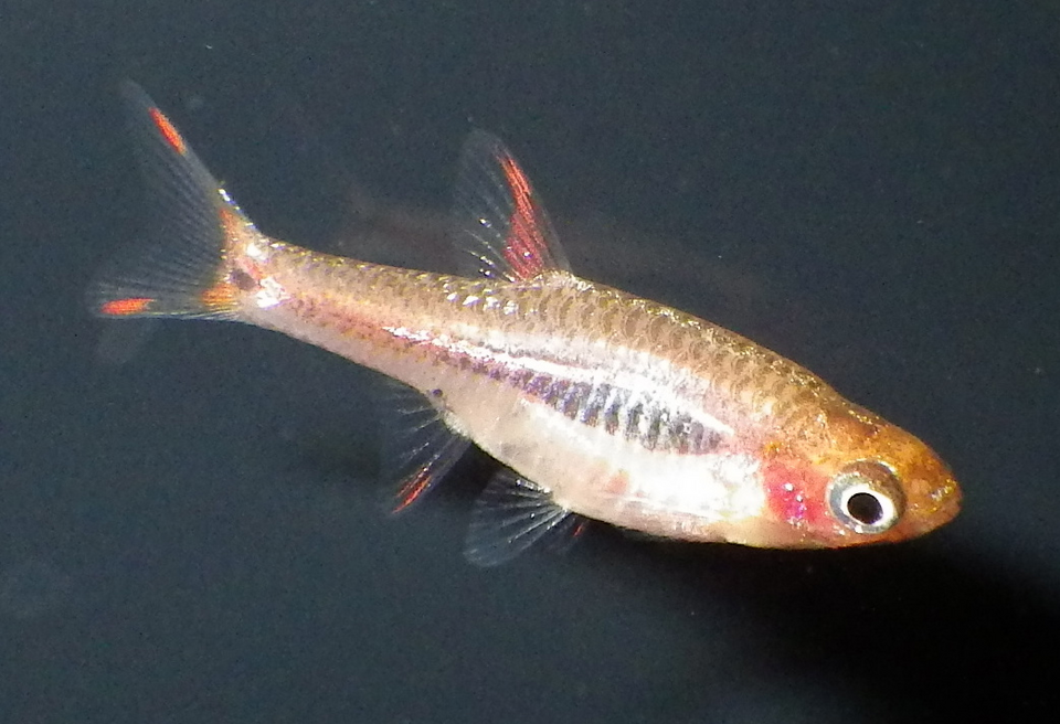 Merah Rasbora
