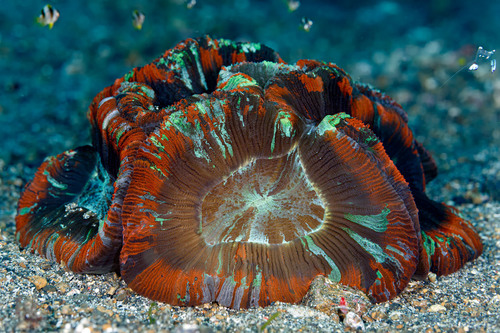 Red Brain Coral M Red Brain Coral
