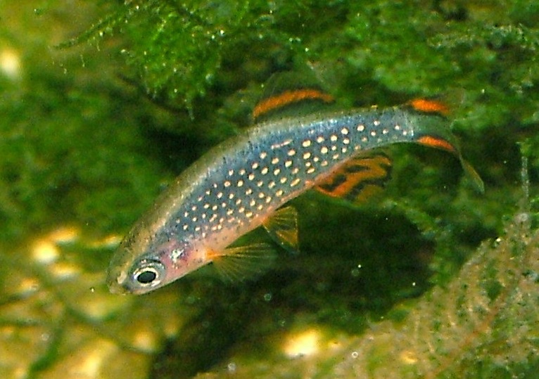 Galaxy Rasbora