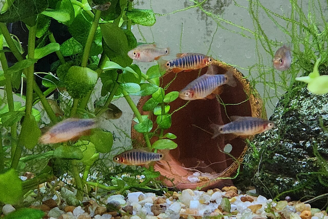 Rasbora-Emerald dwarf — representative photograph