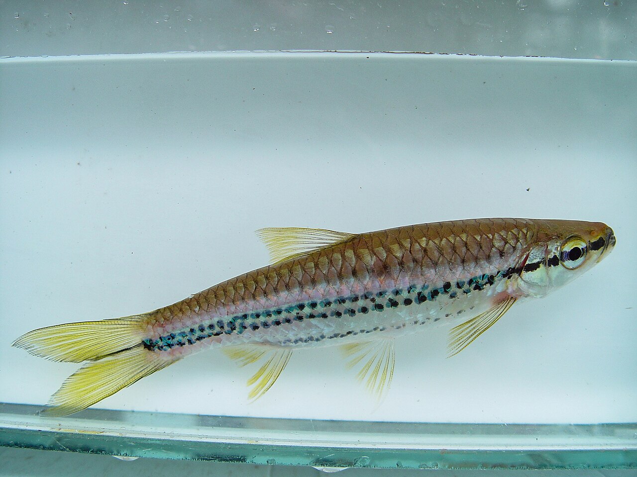 Porthole Rasbora